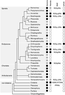 Function and Distribution of the Wamide Neuropeptide Superfamily in Metazoans